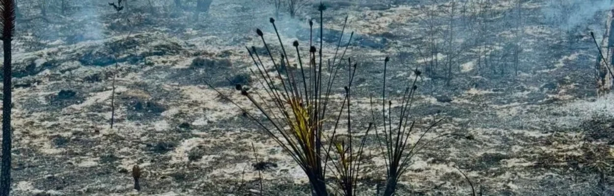 A wildfire burns at the University of North Florida.