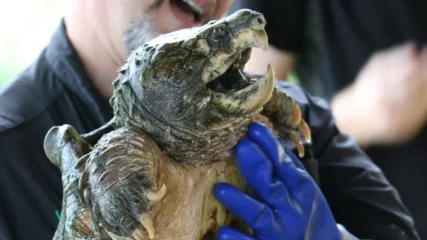 Featured image for “WHAT TO DO | ‘The Pillowman,’ Wild Wonders critter show; Celebrate Trails Day”