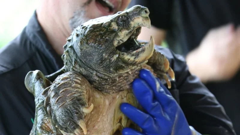 Featured image for “WHAT TO DO | ‘The Pillowman,’ Wild Wonders critter show; Celebrate Trails Day”