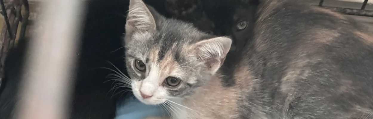 Cats trapped outside St. Augustine.