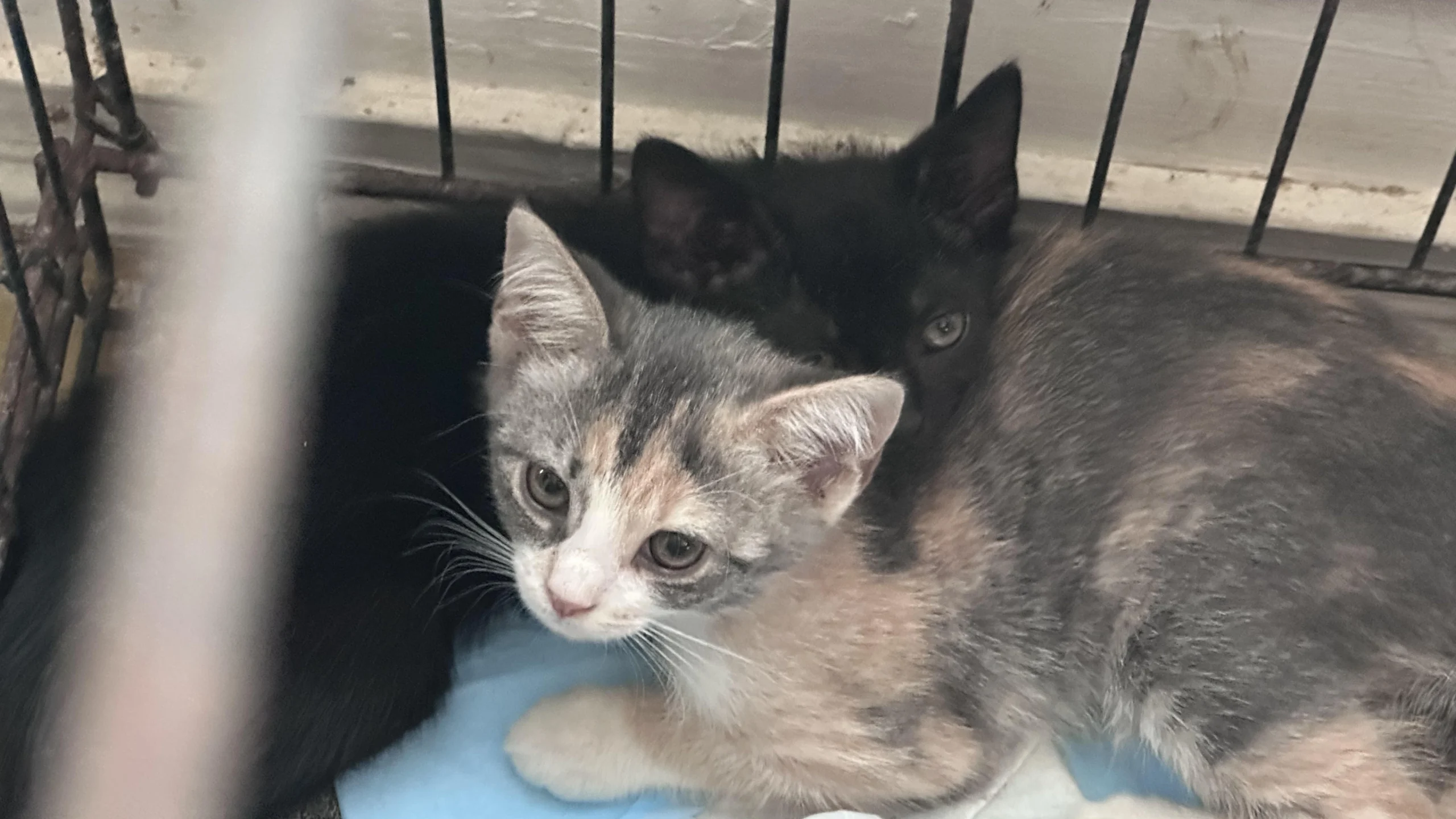 Cats trapped outside St. Augustine.