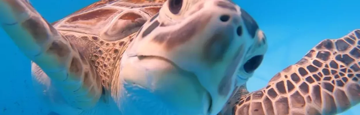 Pink the sea turtle looks at the camera while at the Turtle Hospital in Marathon.