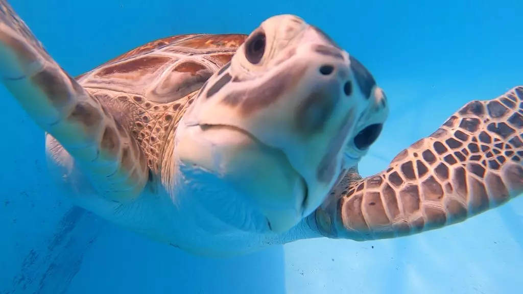 Pink the sea turtle looks at the camera while at the Turtle Hospital in Marathon.