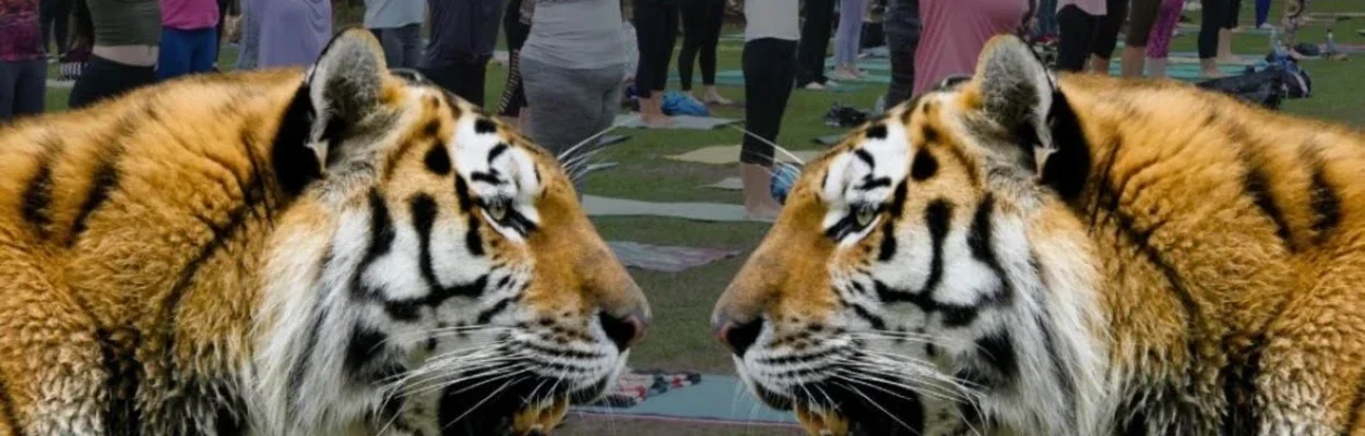 Tigers in front of people doing yoga