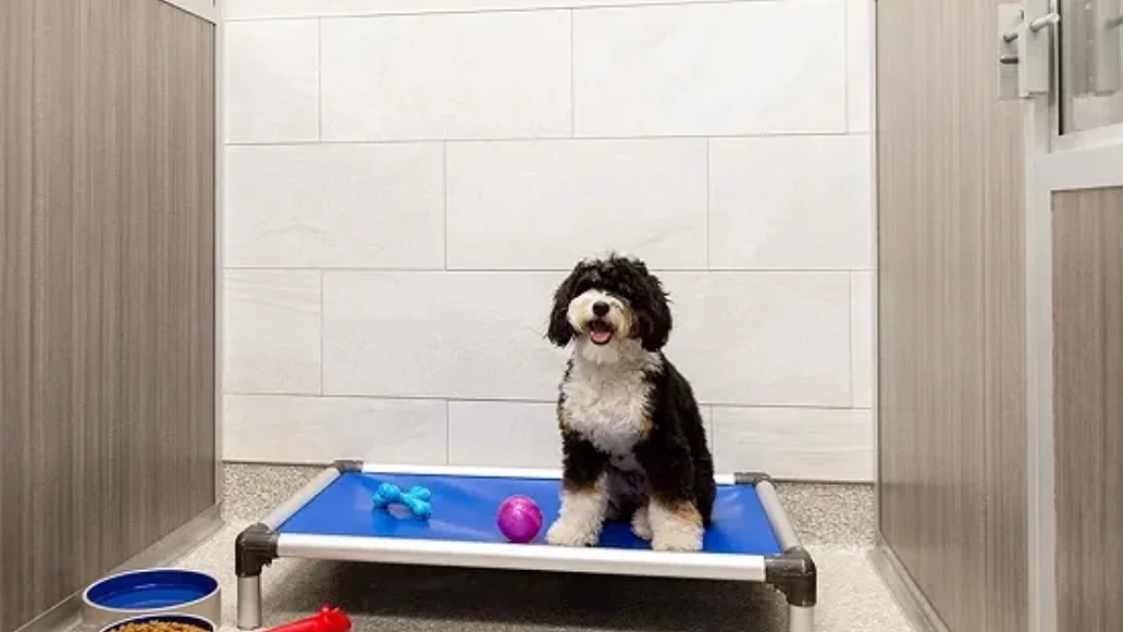 A dog sits in an enclosed space at the K9 Resorts pet hotel.
