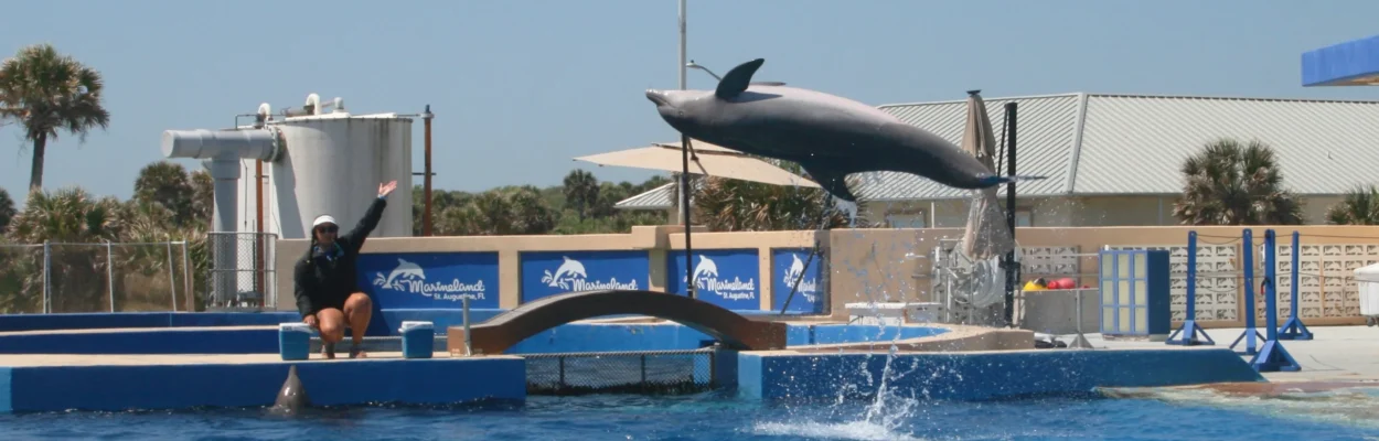 A dolphin leaps from the water at Marineland Dolphin Adventure.