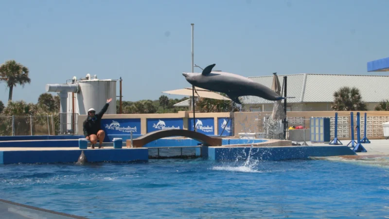 Featured image for “Marineland rebounds from dark days. Now staff say the park is thriving.”