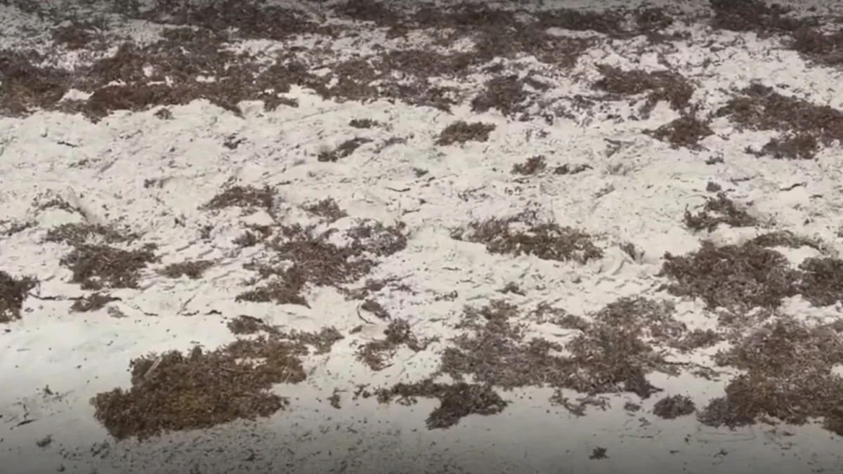 Sargassum piles on Jacksonville Beach.