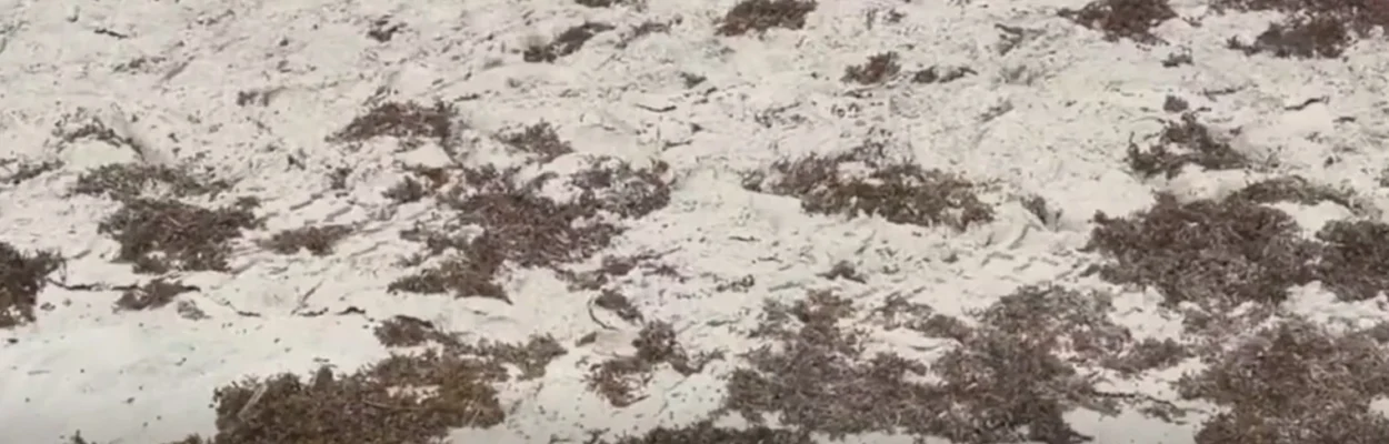 Sargassum piles on Jacksonville Beach.