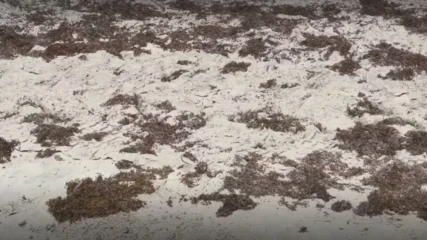 Featured image for “Piles of sargassum wash ashore and foul the air at Jacksonville Beach”