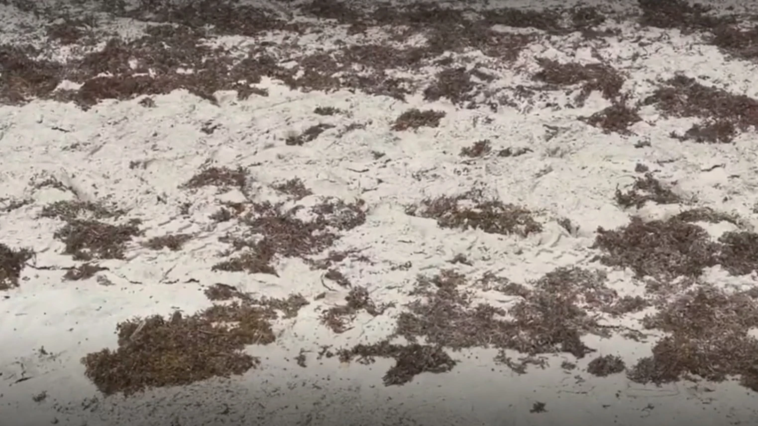Sargassum piles on Jacksonville Beach.