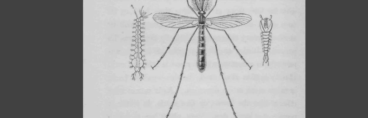 A drawing of a gnat.