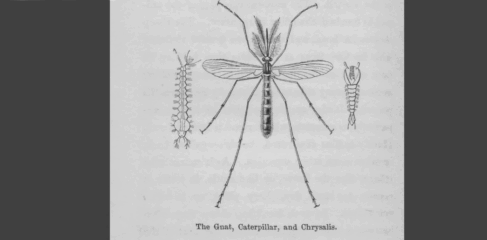 Featured image for “#AskJAXTDY | Why are there so many gnats this year?”