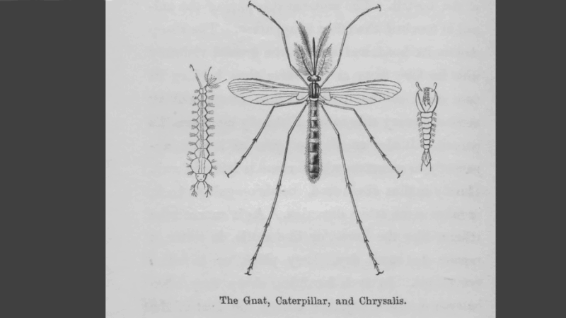 Featured image for “#AskJAXTDY | Why are there so many gnats this year?”