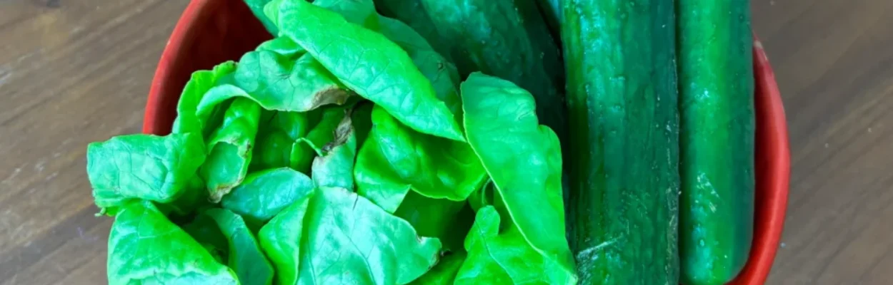 Bowl of lettuce and cucumbers