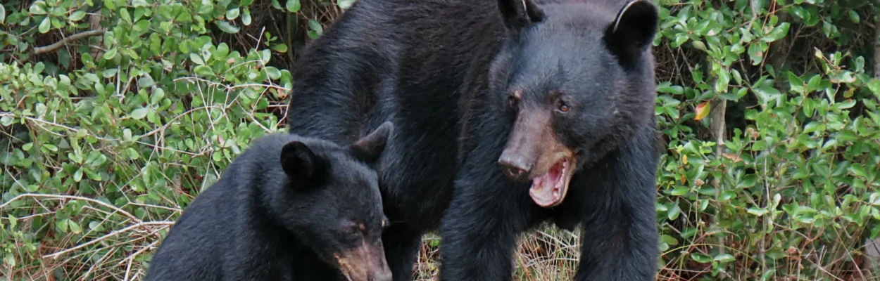 Adult Florida black bear and cub.