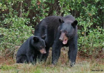 Featured image for “State expands bear hunt permits and adds private lands”