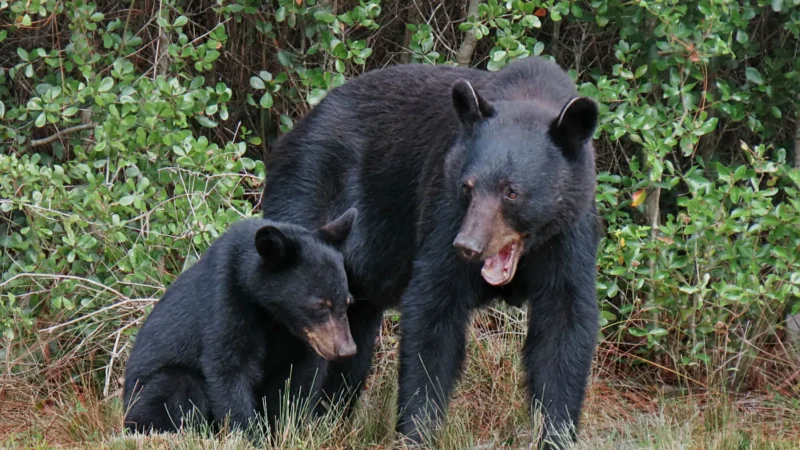 Featured image for “State expands bear hunt permits and adds private lands”