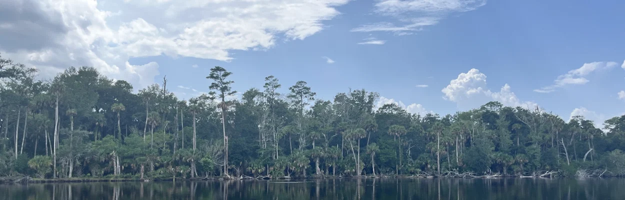 Forested land that could be developed near Palm Valley.