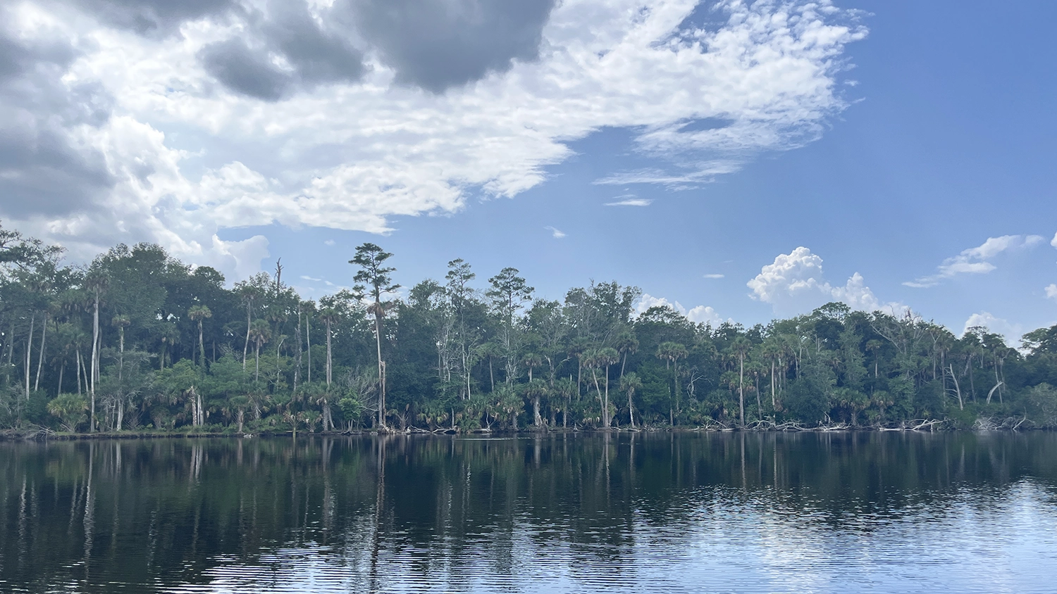 Forested land that could be developed near Palm Valley.