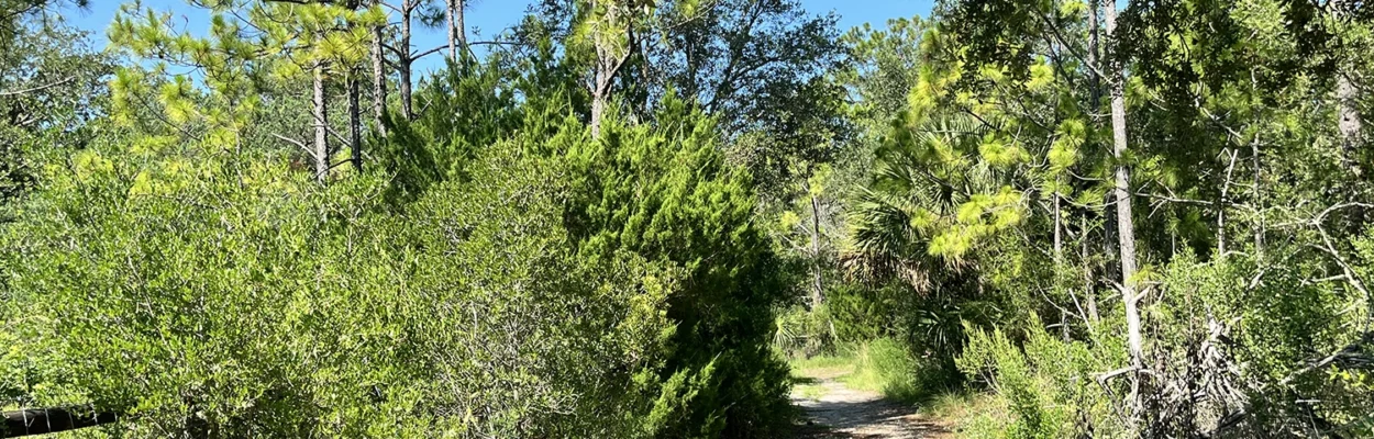 A trail cuts through vegetation in the Fish Island Preserve, a natural wildlife conservation area.