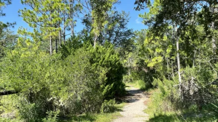 Featured image for “St. Augustine takes steps to protect conservation lands”