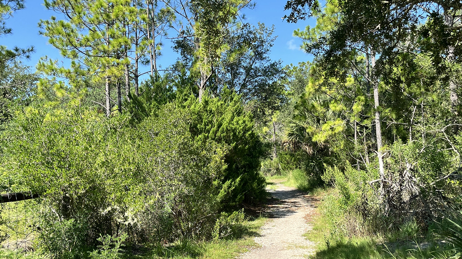 A trail cuts through vegetation in the Fish Island Preserve, a natural wildlife conservation area.