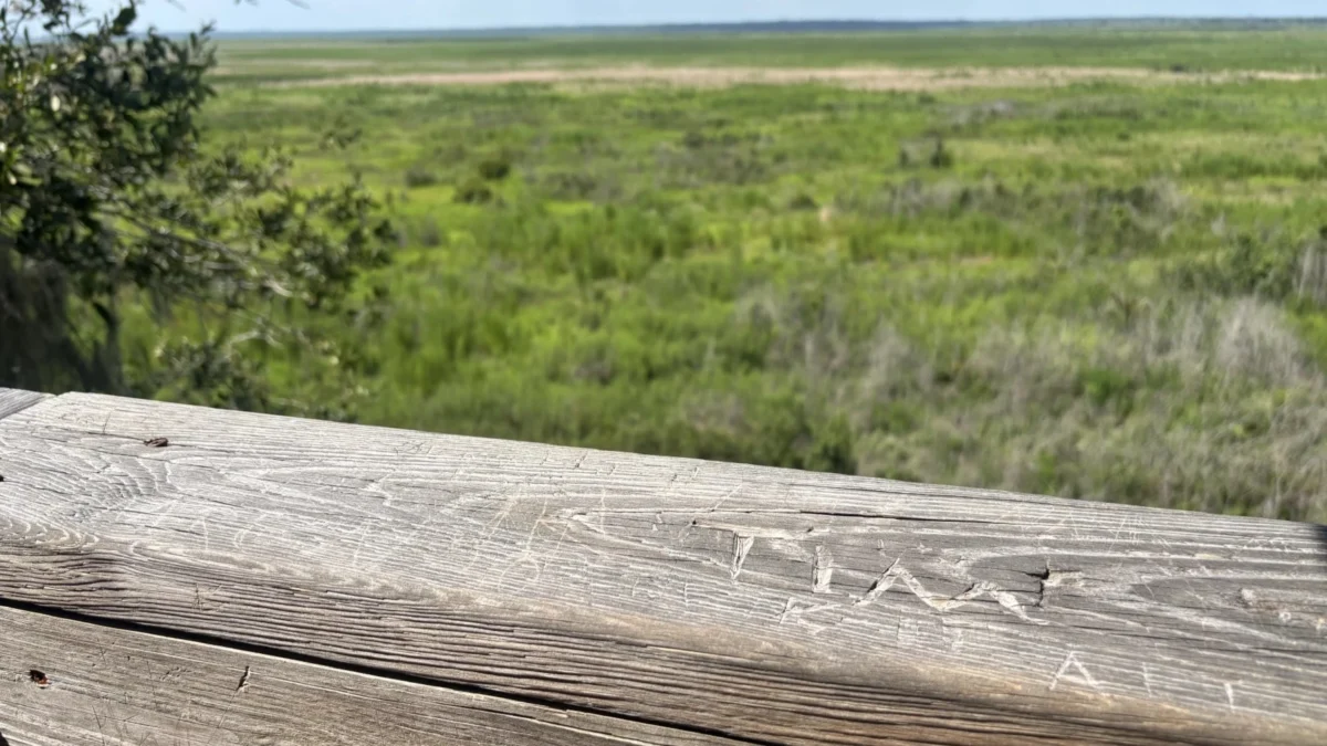 Names etched onto wood of the Paynes Prairie Preserve State Park observation tower.