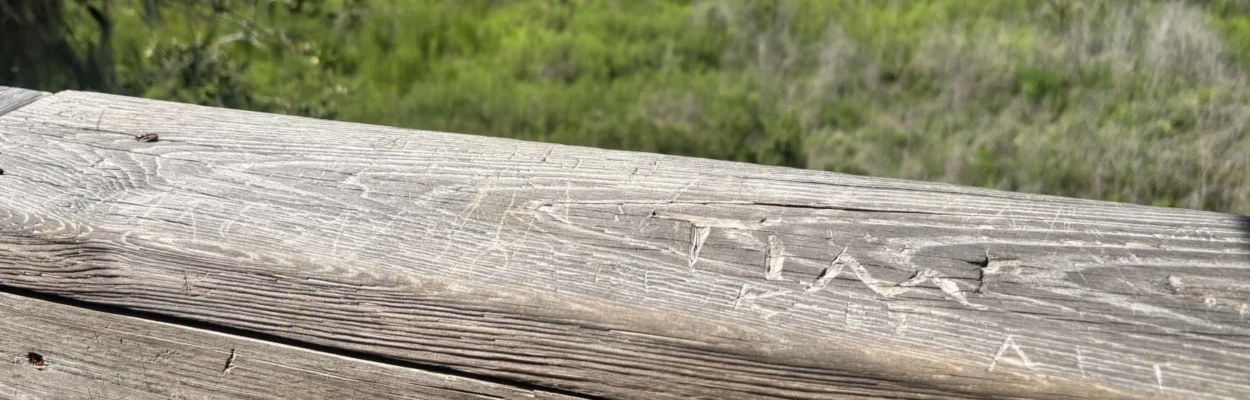 Names etched onto wood of the Paynes Prairie Preserve State Park observation tower.