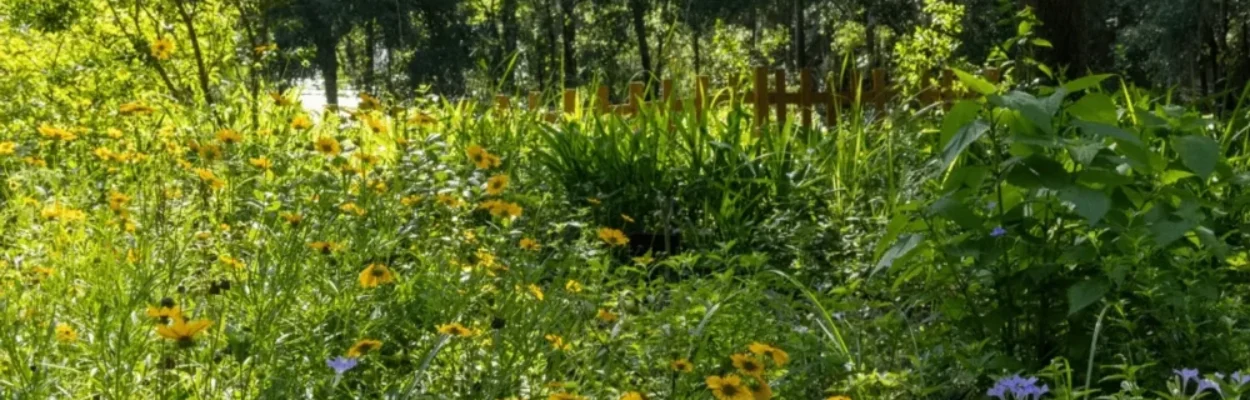 native flowers