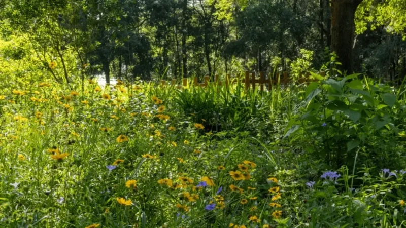 Featured image for “WHAT TO DO | Jax Beach Summer Fest; Native plant walk; CatVideoFest”