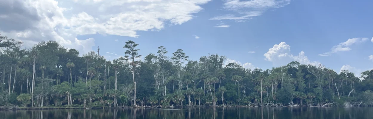 Forested land that could be opened to development near the intracoastal waterway in St. Johns County.