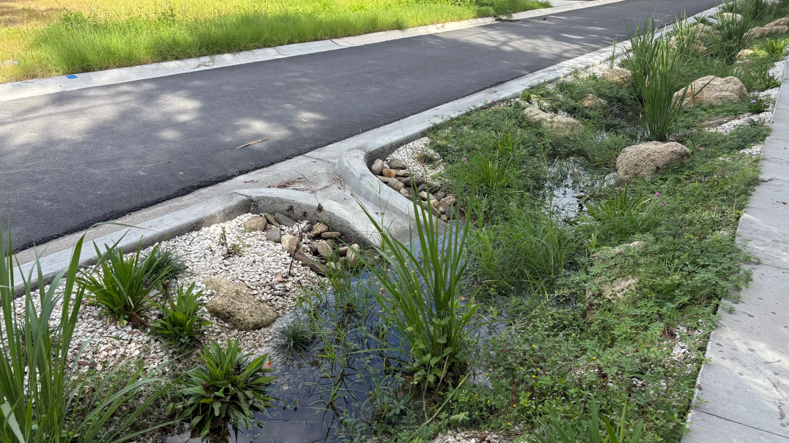 A bioswale — a green system that holds and purifies stormwater with specialized soil — sits along the road.