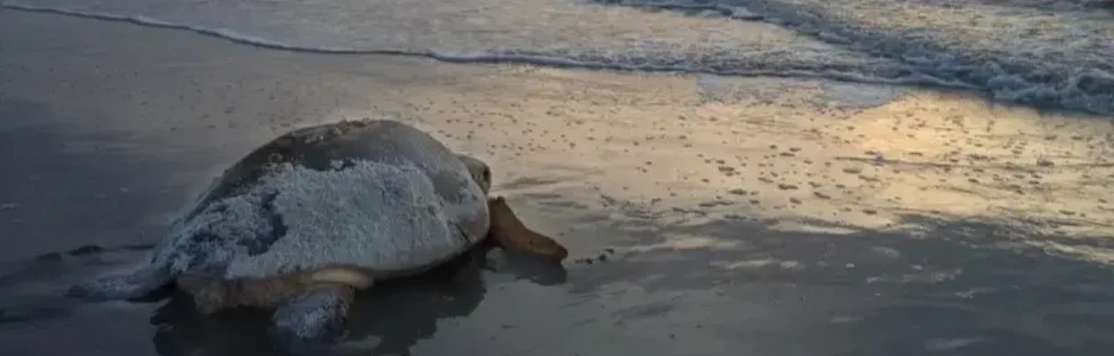 A loggerhead turtle crawls on the shore of Cumberland Island.