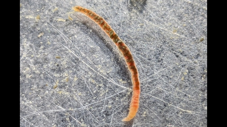 Like many species of worm, the species capitella teleta can regrow its tail when it is cut in half. Scientists at the Whitney Lab are studying those regenerative properties | Photo courtesy Heather Krumholtz