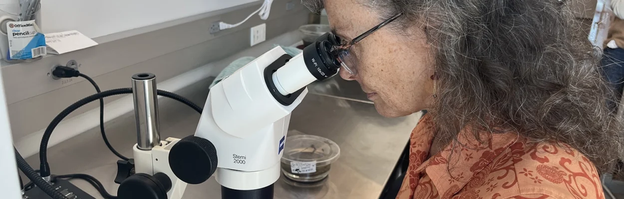 Elaine Seaver looks into a microscope as she studies a marine worm.