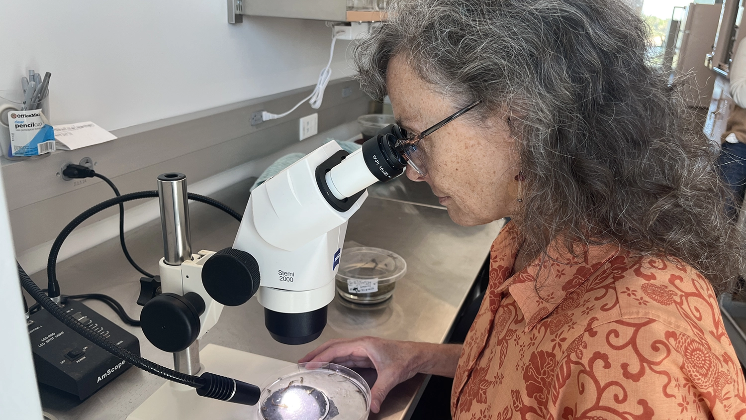 Elaine Seaver looks into a microscope as she studies a marine worm.