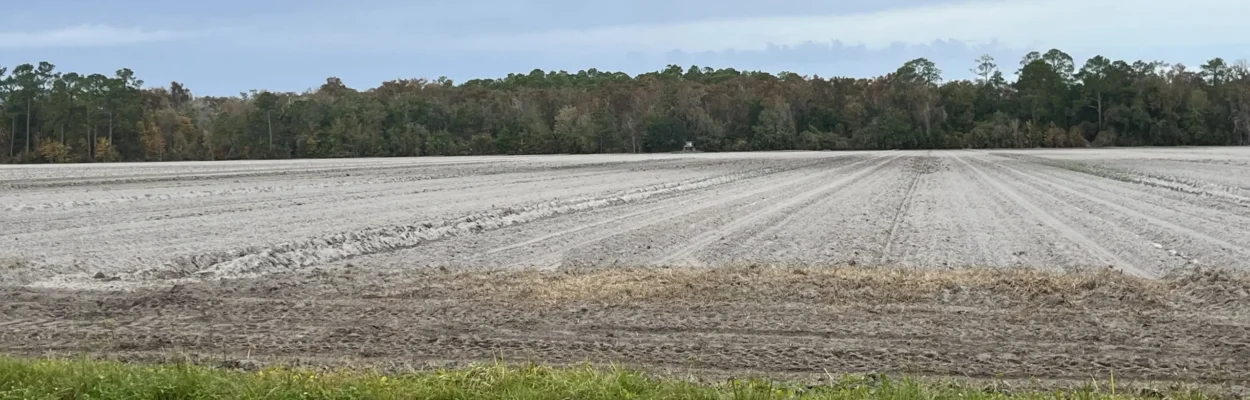 Empty farmland near State Road 208 in St. Johns County.