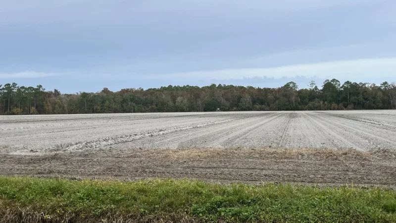Featured image for “Unleashed by Florida lawmakers, landowners move to convert farms into subdivisions”