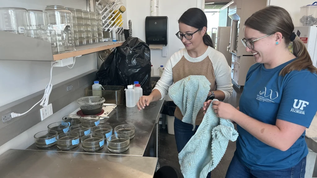 Volunteer Betsy Penisten and research technician Kalie Januszkiewicz clean and refresh habitats for worms in the Whitney Lab